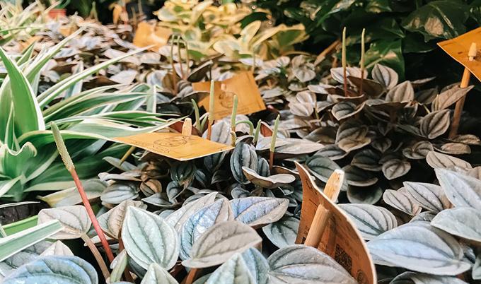 Waterproof plant labels in plants