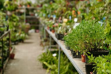 plant nursery tables