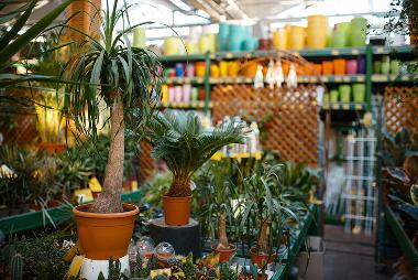 Plants on display with plant pots on shelf in the backgorund