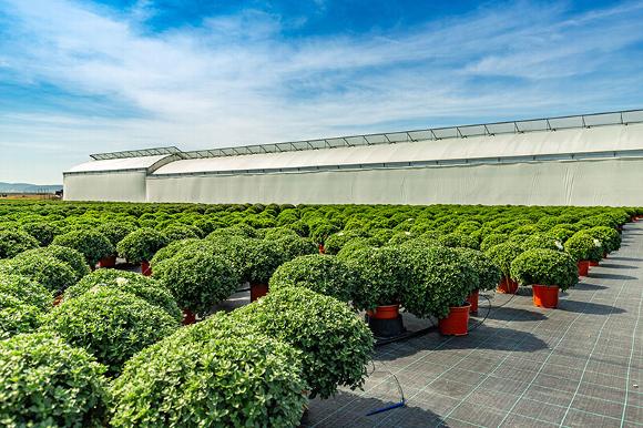 1000s of small potted bushes at plant nursery