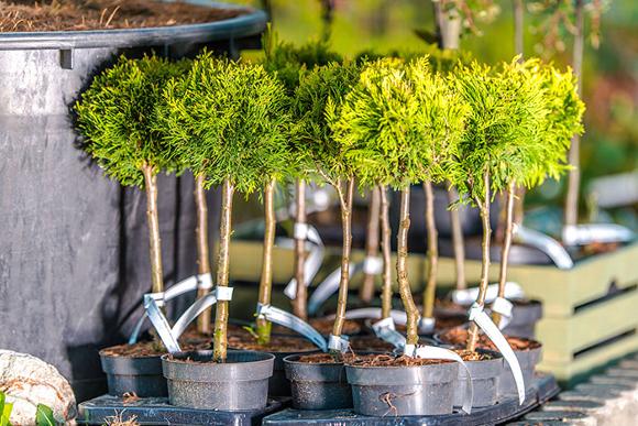 micro conifers with tie on waterproof labels in pots