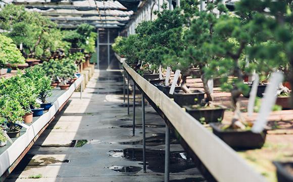 plants in giant greenhouse